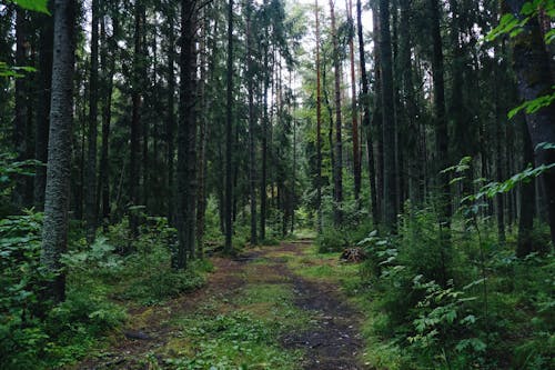 Foto stok gratis alam, batang pohon, Estonia
