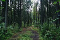 A Pathway in the Woods