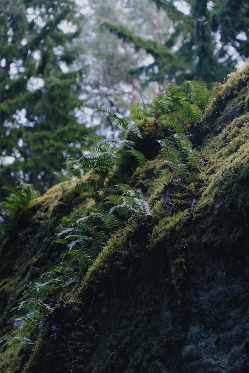 Free stock photo of estonia, fern, forest