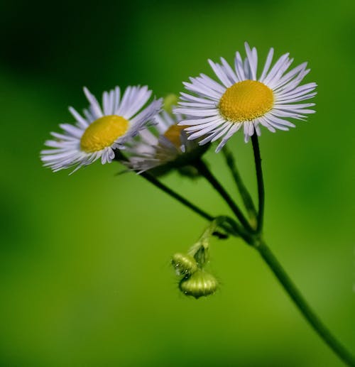 Selectieve Aandacht Foto Van Madeliefjebloemen