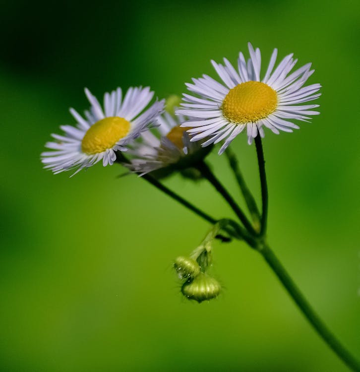 免费 雏菊花的选择性聚焦照片 素材图片