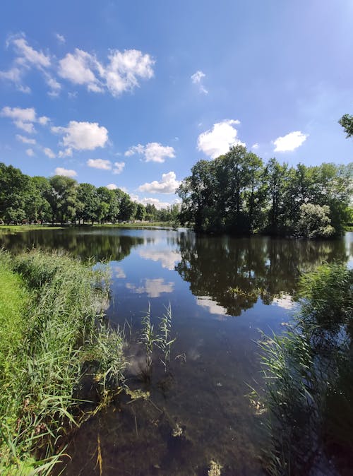 Безкоштовне стокове фото на тему «відпочивати, вода, ліс»