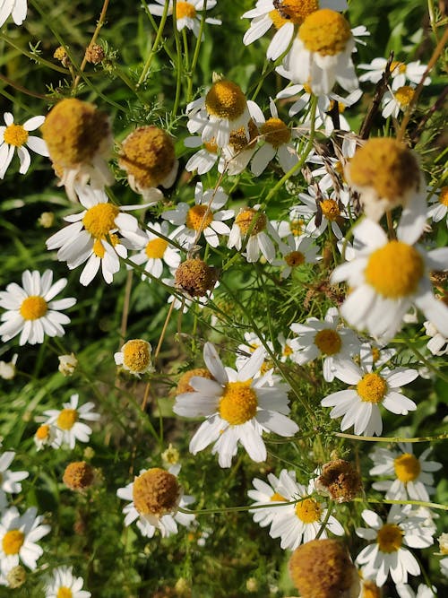 Безкоштовне стокове фото на тему «квіти, поле, ромашка»