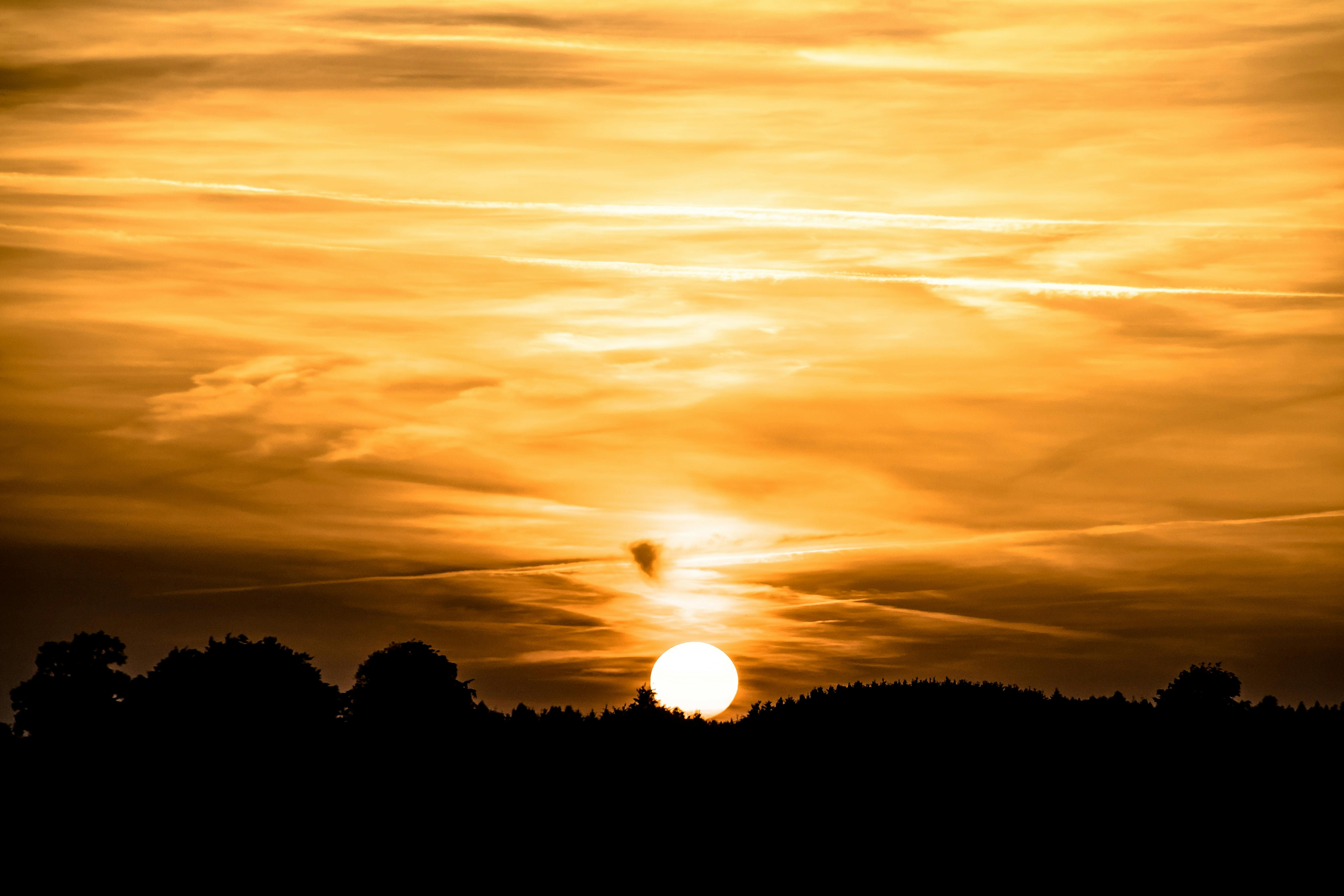 silhouette photography of trees