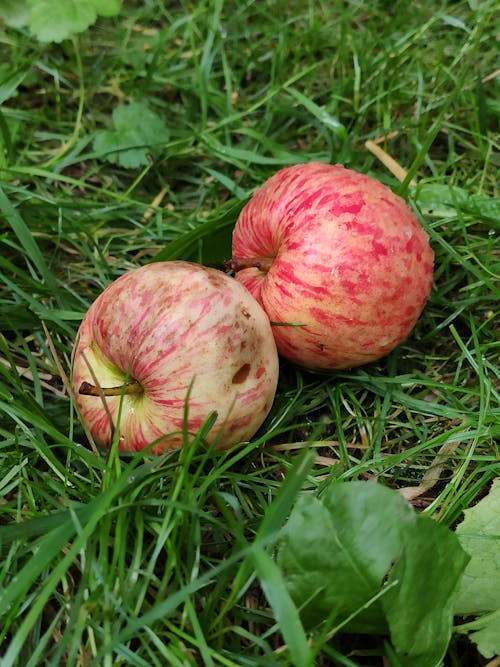 Darmowe zdjęcie z galerii z czerwony, jabłka, jesień
