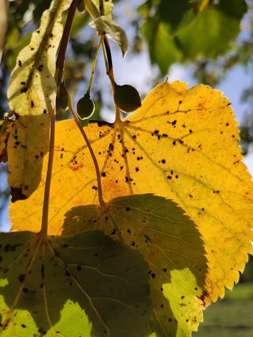 Darmowe zdjęcie z galerii z jesień, liść, słońce