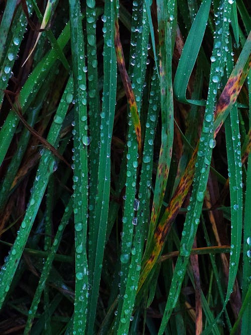 Free stock photo of drops, grass, nature Stock Photo