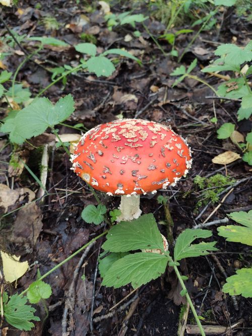 Free stock photo of autumn, fly agaric, forest Stock Photo