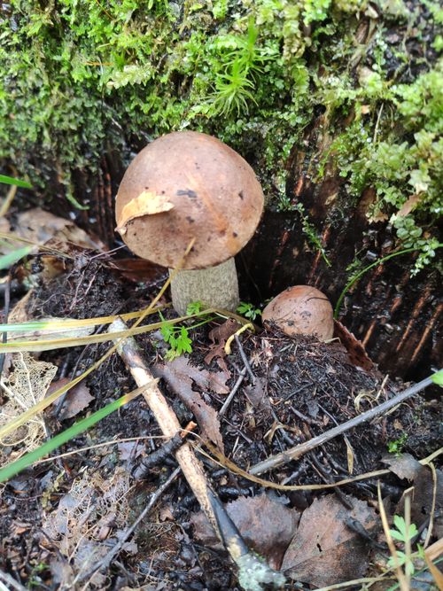 Free stock photo of autumn, forest, mushroom Stock Photo