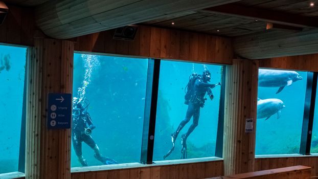 Scuba divers and dolphins swim in an aquarium viewed from inside.