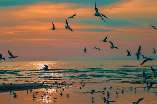 海景, 自由, 鳥類 的 免費圖庫相片