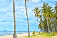 热带海滩宁静宜人，棕榈树映衬着蓝天，非常适合放松