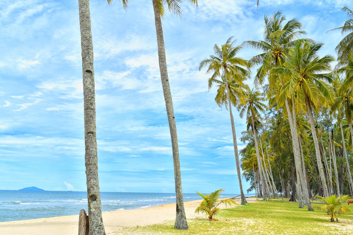 수역 근처 코코넛 나무