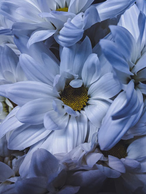 Close Up Shot of Blue Flowers