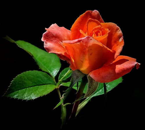 Крупным планом фото красной розы