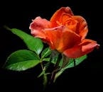 特写镜头中，一朵充满活力的橙色玫瑰与郁郁葱葱的绿叶映衬在黑色背景上