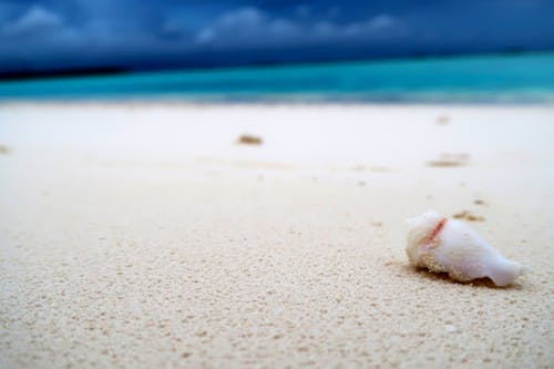 Белая ракушка на белом песчаном пляже