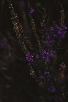 特写镜头捕捉到了紫色花朵喜怒无常而黑暗的精致结构