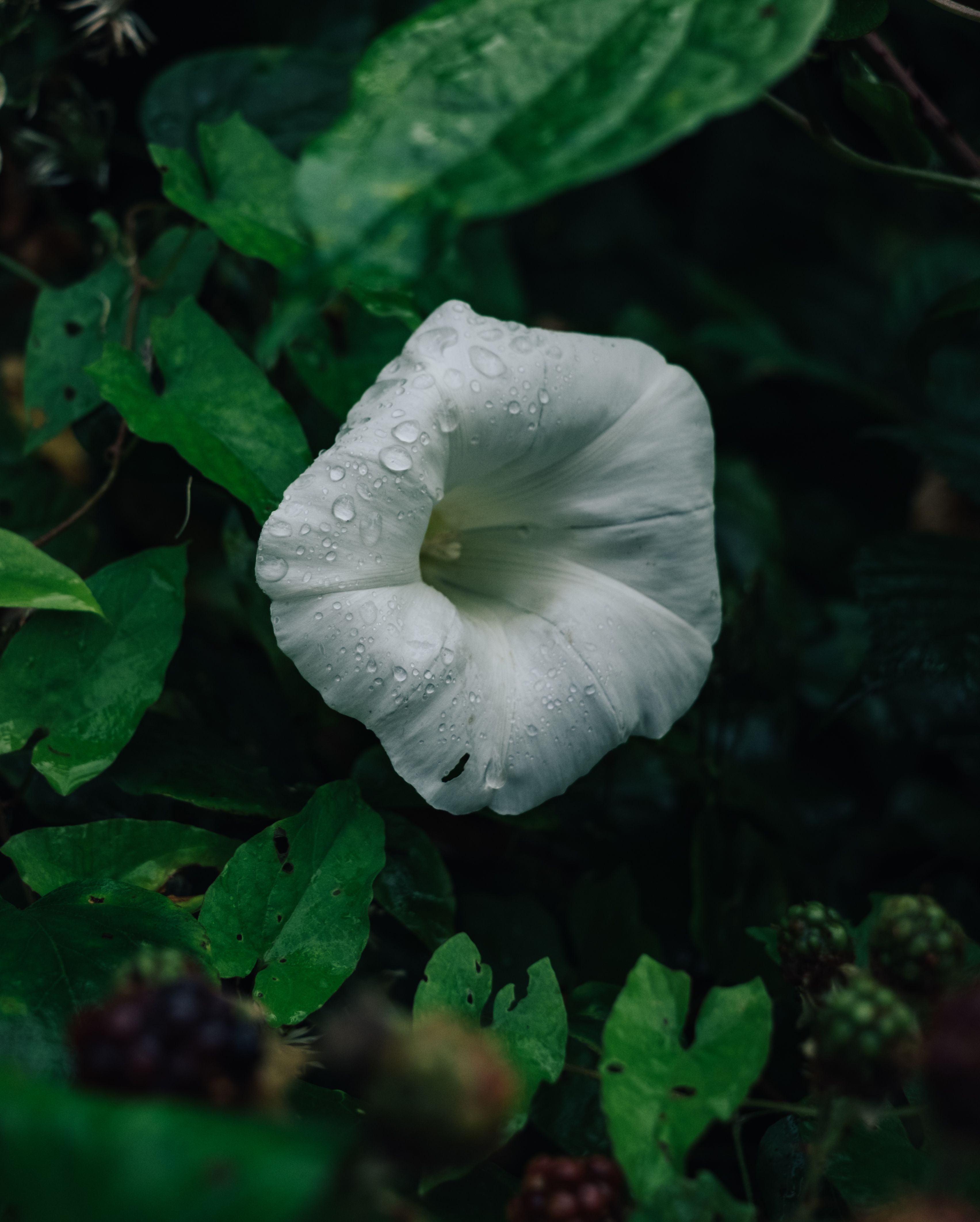 Close Up Shot of a White Flower · Free Stock Photo