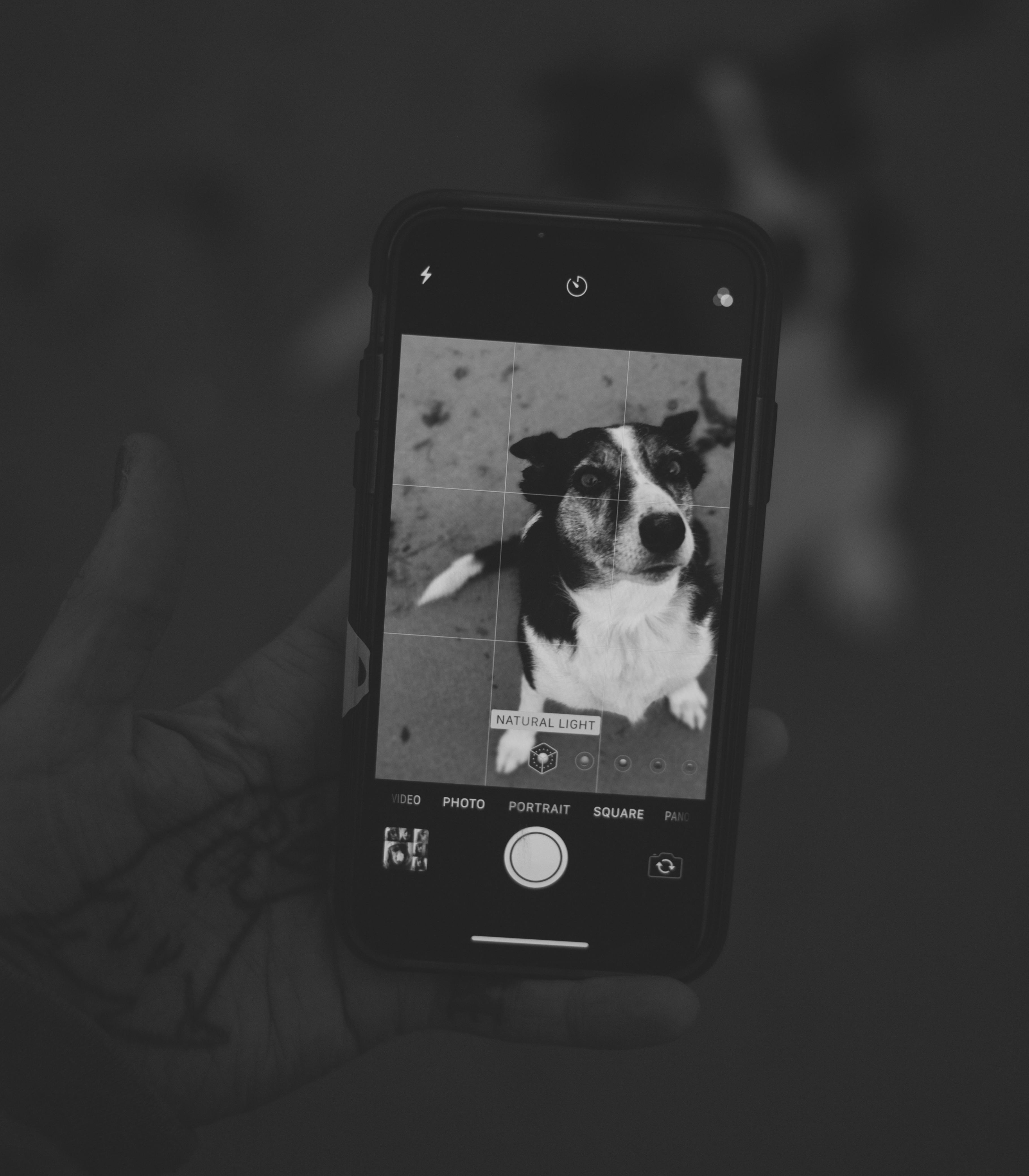 De franc Foto d'estoc gratuïta de @outdoor, animal, blanc i negre Foto d'estoc