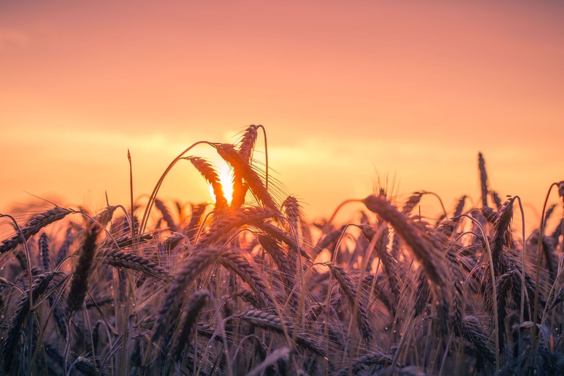 Golden wheat field at sunset
