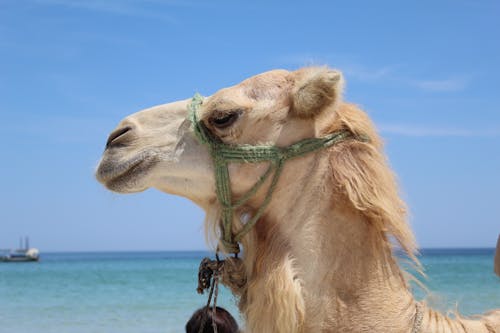 Free Beige Camel Standing Near Shoreline Stock Photo