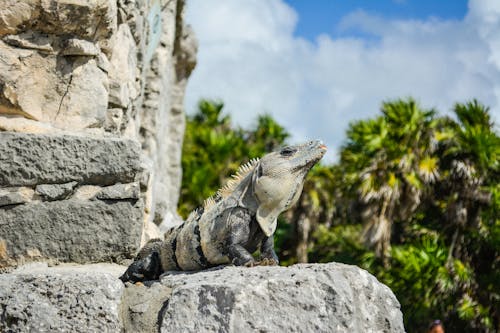 A Gray and Black Iguana on a Gray Stone