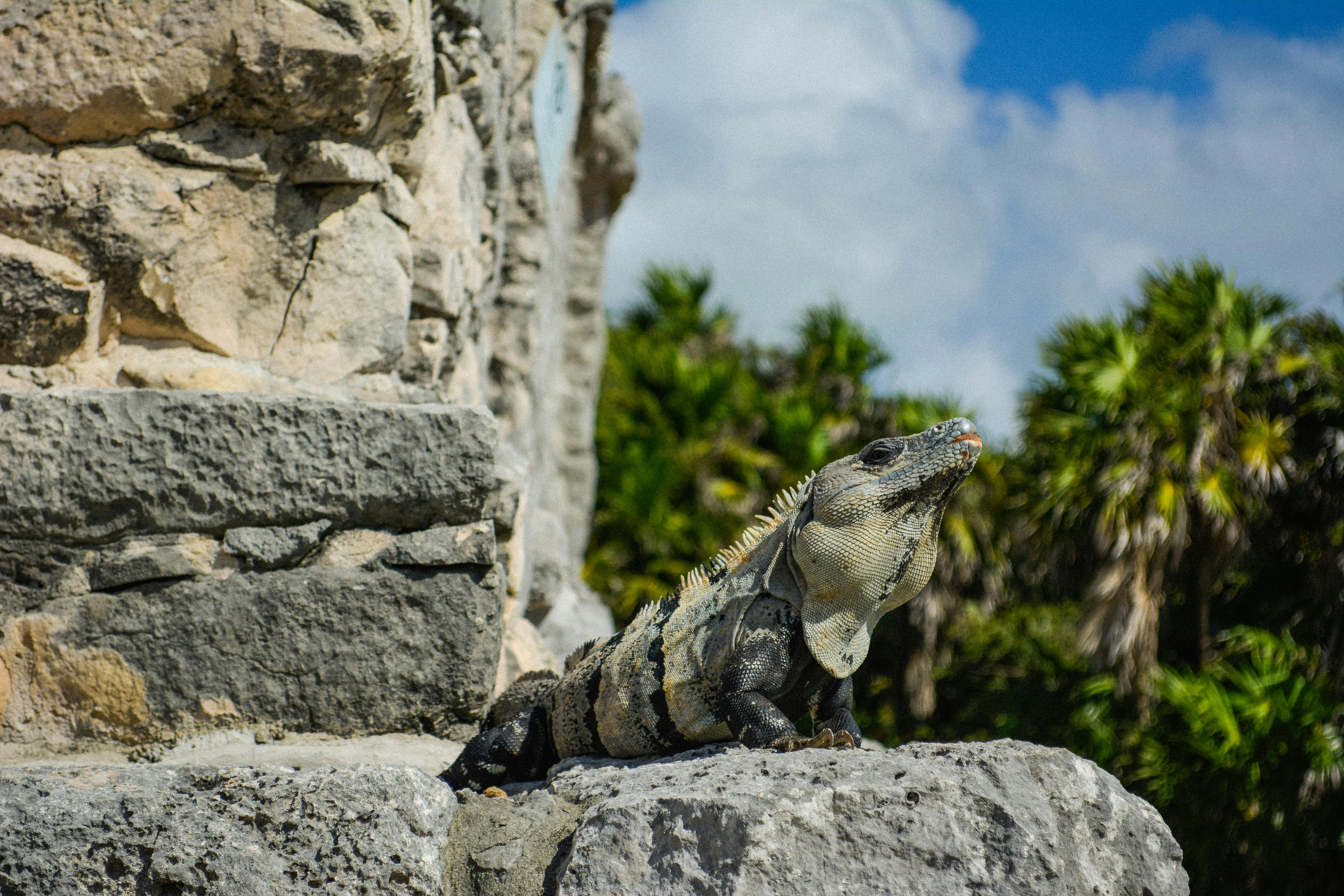 Iguana basking on ancient stones amidst lush greenery in Tulum, Mexico.