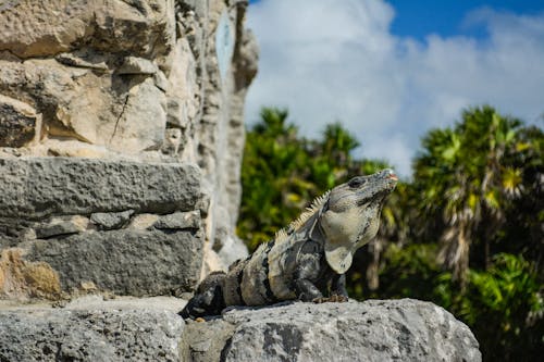 A Lizard on a Rock