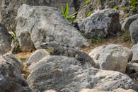 A Iguana on a Rock Boulder