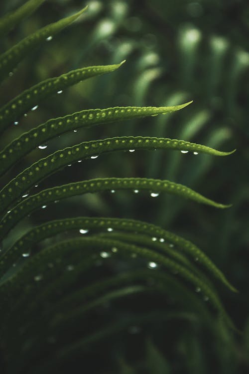Green Leaves with Water Droplets in Close Up Photography