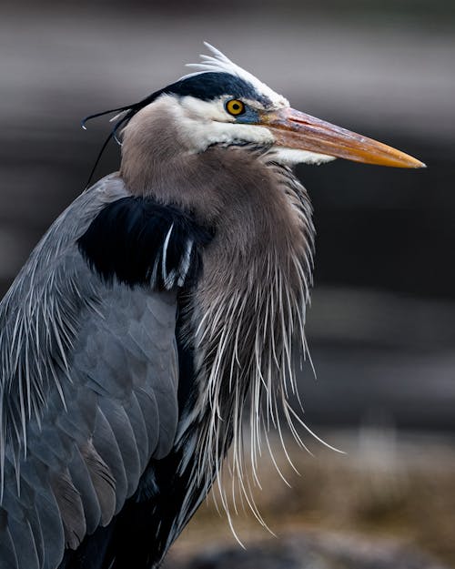 Free Large sized great blue heron with gray plumage and long spiky beak in daylight Stock Photo