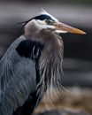 Large sized great blue heron with gray plumage and long spiky beak in daylight