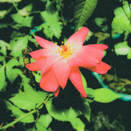 Δωρεάν στοκ φωτογραφιών με αισθητικός, λουλούδι, πράσινος