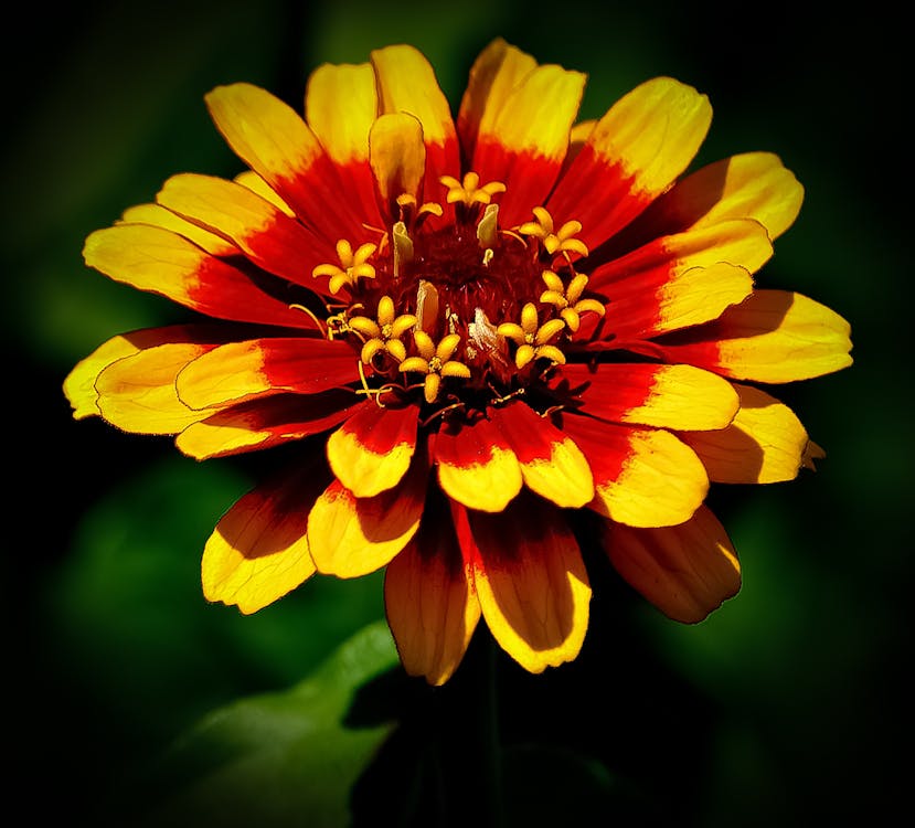 免費 黃色和紅色的百日草花選擇性聚焦攝影 圖庫相片