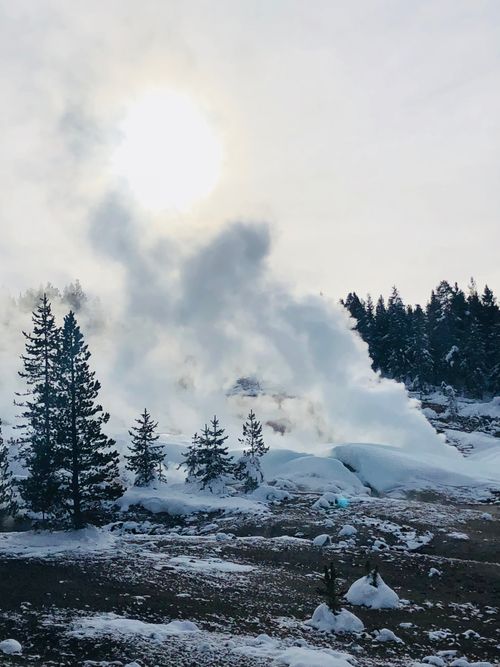 Free Geyser erupts amidst a snowy landscape in Yellowstone National Park during winter. Stock Photo