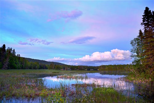 Árboles Cerca Del Lago Bajo Un Cielo Azul