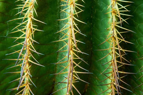 Imagine de stoc gratuită din a închide, ascuțit, cactus
