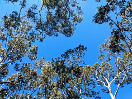Free Looking up through tall tree branches at a clear blue sky on a sunny day. Stock Photo