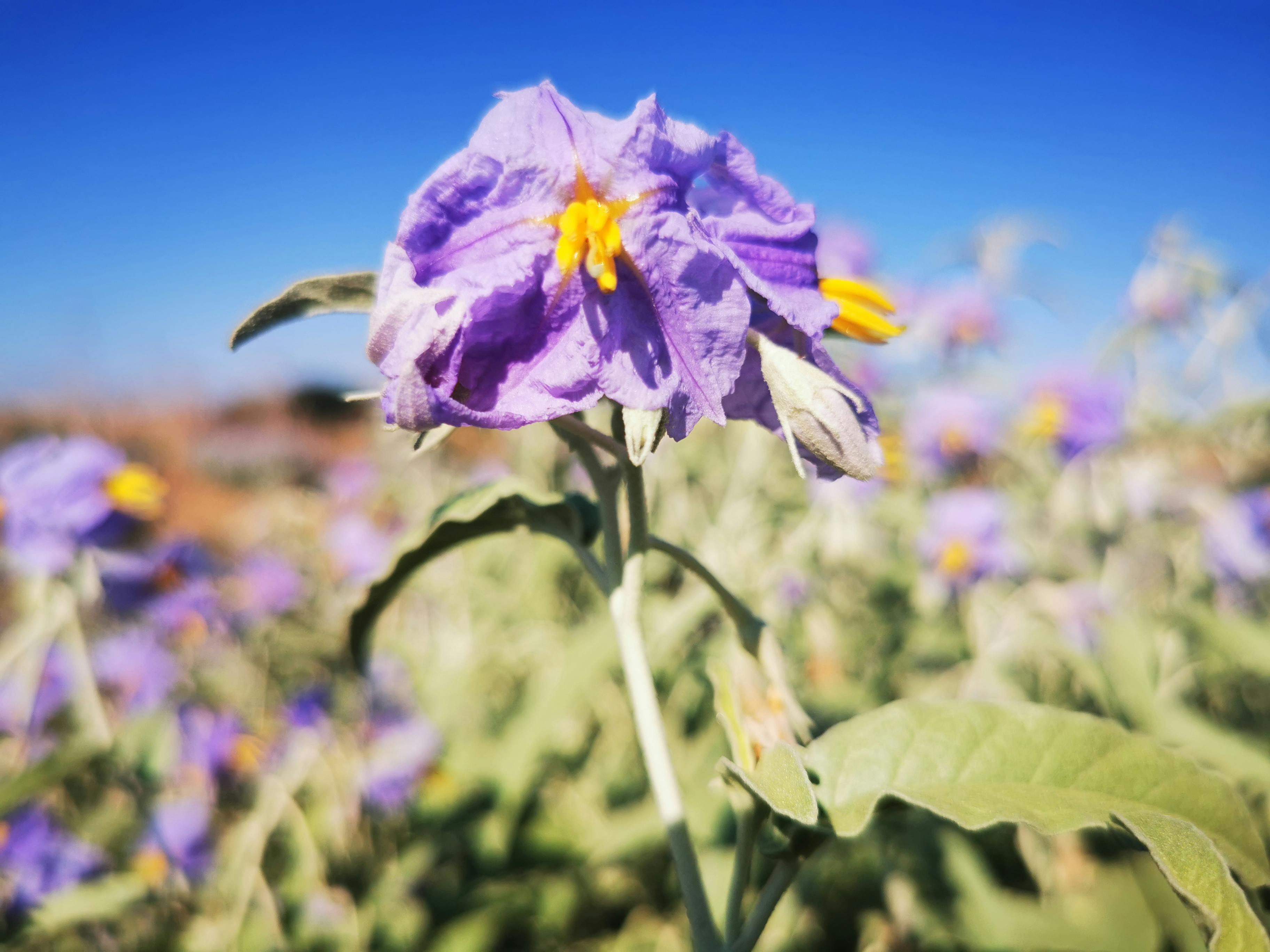 Difference Between Seagrams 7 And Vo Difference