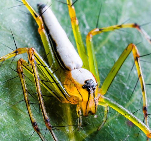 Weiße Schwarze Grüne Spinne Auf Blatt