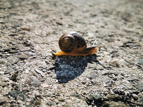 A detailed image of a snail moving slowly over a textured surface, showcasing its intricate shell.