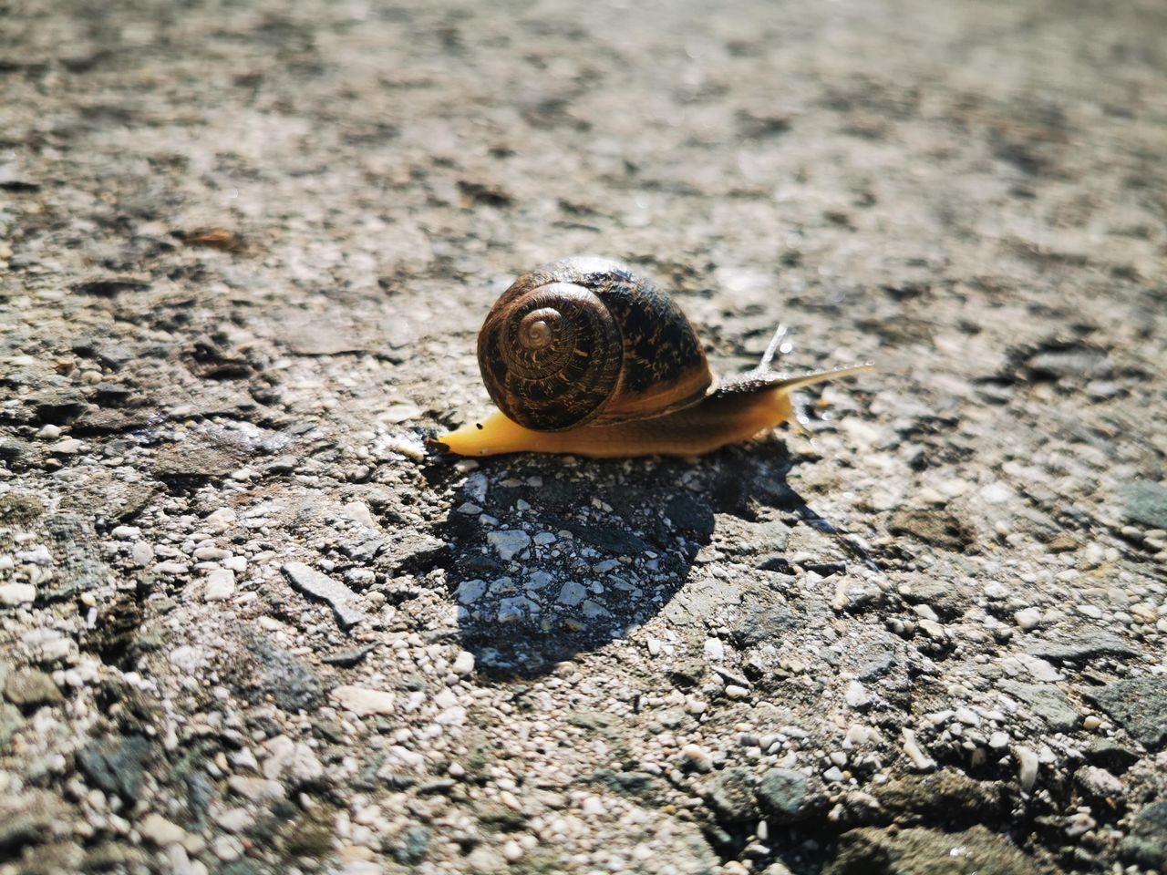 a detailed image of a snail moving slowly over a textured surface show