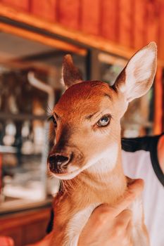 Crop unrecognizable person stroking small deer with brown coat and focused gaze near colorful wall while looking at camera