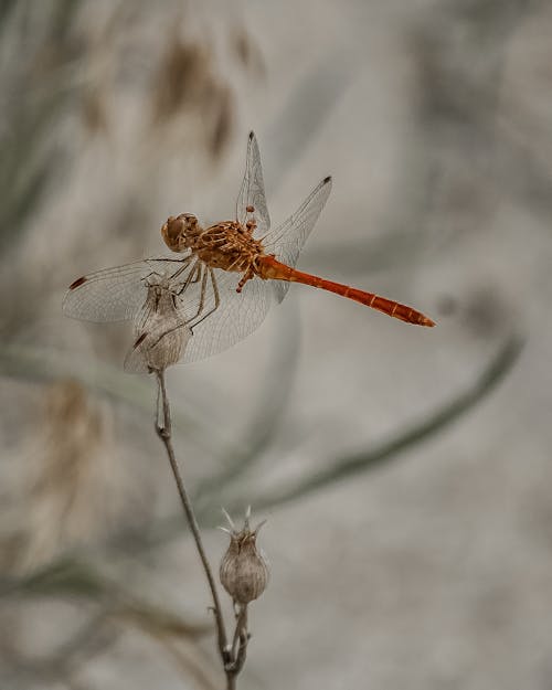 徘徊在白花上的滑翔機蜻蜓