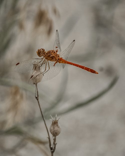 Wandering Glider Dragonfly Perching on White Flower