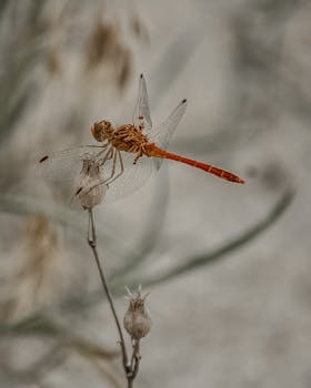 一只鲜艳的红蜻蜓优雅地停在树枝上，展示着它透明的翅膀