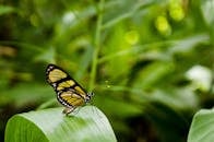 一只蝴蝶栖息在充满活力的绿叶上的自然景象