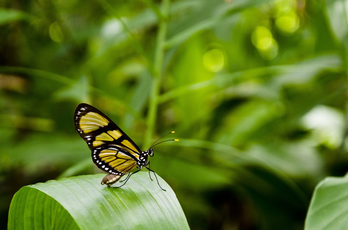 бесплатная желто черная бабочка на вершине зеленого листа Стоковое фото