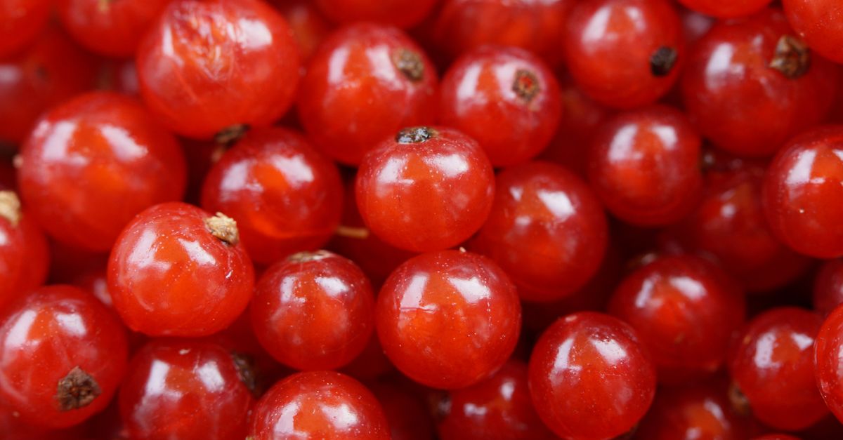 Vibrant close-up of ripe red currants with a glossy shine, perfect for food photography. - Evidence evidence guide for black currant visual performance meta-analysis